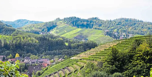  ?? FOTO: ERNST BÜSCHER/DWI/DEUTSCHES WEIN- INSTITUT/ DPA – ?? Malerische Gegend: Die Weinberge in der Ortenau sind auch bei Touristen beliebt.