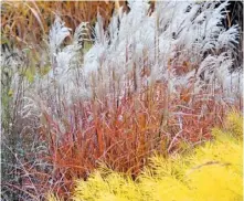  ?? Amsonia hubrichtii ?? Silvery miscanthus ‘Silberfede­r’ plumes contrast with fiery imperata ‘Rubra’ and yellow