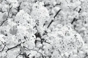  ?? GETTY ?? Bradford pear trees, above, have become a menace for their smelly blossoms, poor branch structure and long thorns that disrupt life for insects and other plants. South Carolina and Ohio have banned the trees starting later this decade.