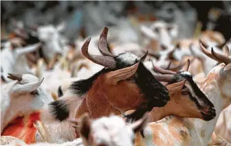  ?? Photos by Mohammed Huwais / AFP / Getty Images ?? Livestock markets around the world, including in Sana’a, Yemen, sell animals for Muslims to sacrifice in honor of Eid al-Adha. The holiday will be celebrated through Sunday.