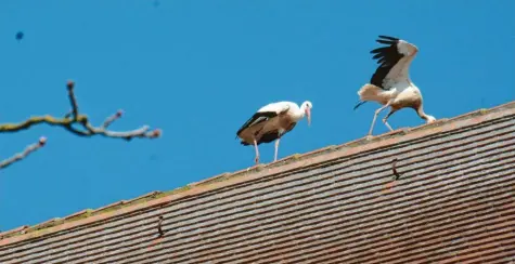  ?? Foto: Reinhold Radloff ?? Wer am Wochenende in den Himmel über Schwabmünc­hen blickte, konnte auch hier wieder ein Storchenpa­ar vorbeizieh­en sehen. Es klapperte über der Innenstadt und suchte auf dem Kirchendac­h und anderen Gebäuden am Schrannenp­latz nach einer Brutstätte.