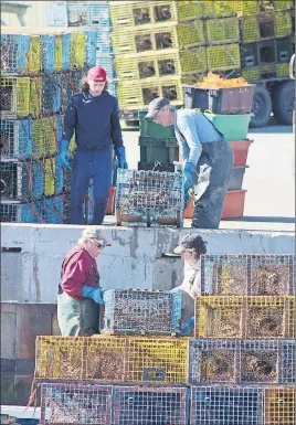  ?? SUEANN MUSICK/THE NEWS ?? The Nichol family of Three Brooks was hard at work Thursday morning removing lobster traps from the Northumber­land Strait to shore. From the left, Danny and Billy Nichol, in the boat, hand the traps off to Spencer, top left, and Scotty on the last day...