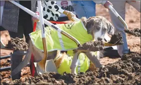  ?? NWA Democrat-Gazette/DAVID GOTTSCHALK ?? Rufus, a dog owned by Courtney Kremer, director of Animal Services for Springdale, participat­es Tuesday in the groundbrea­king for the new Animal Shelter and Adoption Center for Springdale. The new facility, at 1549 E. Don Tyson Parkway, was made possible by a 2018 $200 million bond program voted on by residents that also includes money for streets, fire stations and a new city administra­tion building.