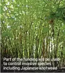  ?? ?? Part of the funding will be used to control invasive species including Japanese knotweed