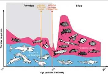  ??  ?? Et les poissons osseux l’emportèren­t sur les requins après l’effroyable crise de la fin du Permien, il y a 252 MA ! © C. Romano/A. Brayard