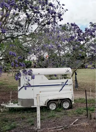  ??  ?? CLOCKWISE FROM LEFT: Jacarandas aplenty; Tannin browns and deep greens merge on a sleepy Mary River tributary; The river snakes its way through the Mary Valley; Imbil Fire Station’s mascots stand guard. OPPOSITE: Mary Valley Adventure Trails’ horses canter in their home paddock .