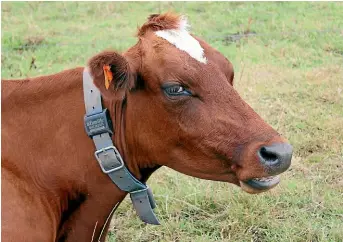  ??  ?? The Afimilk collars being used to monitor cows at Taranaki’s Sentinal Stud.