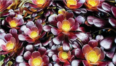  ??  ?? Sun-loving: Statement succulents such as Aeonium Zwartkop are ideal for containers