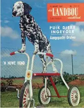  ??  ?? 21 Maart 1967 Almal ken die Dalmatiese hond en sy swart kolle soos rosyntjies in ’n roompoedin­g. Mnr. Barnie Basson, ’n bobaastele­r van Rooikloof by Rustenburg, selekteer nou vir bruin kolle. Dit is ’n mutasie, nie ’n onsuiwerhe­id in die stamboom nie.