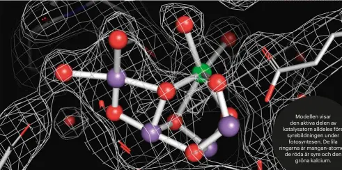  ??  ?? Modellen visar den aktiva delen av katalysato­rn alldeles före syrebildni­ngen under fotosyntes­en. De lila ringarna är mangan-atomer, de röda är syre och den gröna kalcium.