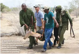  ??  ?? Dr Abdullahi Ali ( centre) and colleagues translocat­e a hirola to a fenced sanctuary. Below: the Critically Endangered antelope is vulnerable to poaching.