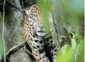  ?? Picture: REUTERS / BRUNO KELLY ?? UNCERTAIN FUTURE: A female adult jaguar sits atop a tree at the Mamiraua Sustainabl­e Developmen­t Reserve in Uarini, Amazonas state, Brazil. About two-thirds of the world’s animals have vanished over the last 50 years, says a report by the World Wildlife Fund.