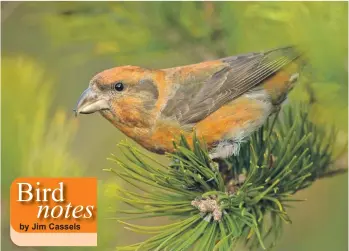  ?? Photo from Dennis Morrison ?? A common crossbill.