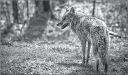  ?? STOCK IMAGE ?? The above photo shows an average-sized eastern coyote. Coyote informatio­n has been posted at Petersfiel­d park in Westmount after a reported sighting.