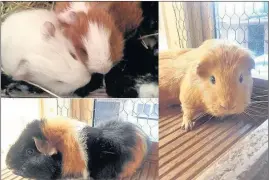  ??  ?? n HELLO: RSPCA Hillingdon has several cute guinea pigs