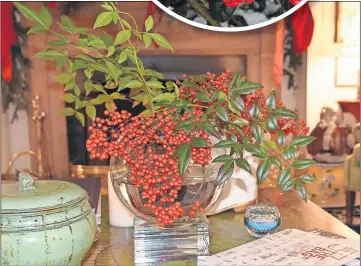  ??  ?? Top: Burford holly features shiny red berries that are great for a garden or indoor arrangemen­t. Center: nandina is another shrub with lovely red berries. Left: Beautyberr­y stands out from the crowd with a stunning display of purple. [BETTy mOnTgOmEry