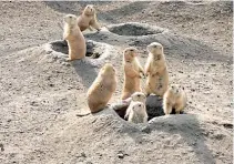  ??  ?? Prairie Dog Burrows