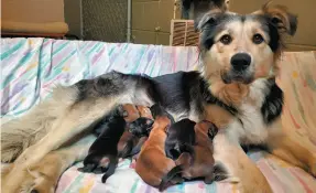  ?? HANDOUT PHOTO ?? A mother dog and nine puppies were found abandoned in a sealed box at the Puntzi Lake Landfill, west of Williams Lake.