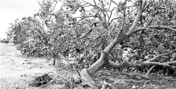  ??  ?? A damaged orange tree lays on its side at the Alico Inc. Bereah Grove in Frostproof, Florida, on Sept 11. — WP-Bloomberg photo