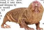  ?? ?? Old and ugly...naked mole rat is unique