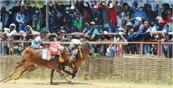  ?? DOKUMEN JPRM ?? SERU: Peserta saat berlaga di kejuaraan Karapan Sapi Tradisiona­l Piala Presiden 2019 di Stadion Karapan Sapi Moch. Noer, Bangkalan.