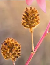  ??  ?? SEASONAL DISPLAY Top Known as the smoke tree, Cotinus ‘Grace’ has stunning pink feathery
plumes in autumn Middle Kaffir lily Hesperanth­a
coccinea ‘Sunrise’ Above The Yunnan licorice is a herbaceous perennial whose purple flowers turn
to spiky seed heads