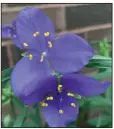  ?? (Special to the Democrat-Gazette) ?? Tradescant­ia, spiderwort, is a native perennial that comes in several colors, with purple the most common.