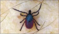  ?? STAFF FILE PHOTO ?? Ticks, such as this female of the species Ixodes pacificus, are most active throughout the East Bay Regional Park District during the wet months between December and June.