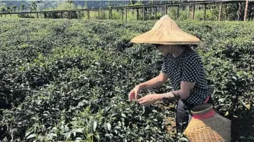  ?? Photo courtesy of Taiwan Tourism Bureau ?? Tea crops thrive across Taiwan, and visitors can participat­e in the harvest.