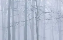  ??  ?? Trees in mist. At home, the cloud was low and featureles­s, but I remembered a wonderful wood about 20 miles away, which is located on higher ground. Acting on a hunch, I guessed it would be shrouded in a gentle mist, as indeed it was. Being able to...