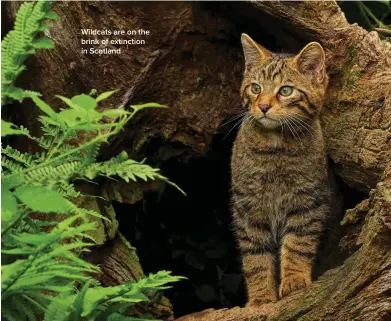  ?? ?? Wildcats are on the brink of extinction in Scotland