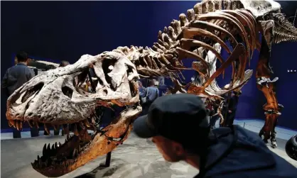  ??  ?? Visitors look at a 67m-year-old skeleton of a Tyrannosau­rus rex dinosaur, named Trix, at the French National Museum of Natural History in 2018. Photograph: Philippe Wojazer/Reuters