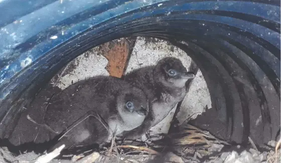  ?? ?? Little penguins seek shelter on Victor Harbour’s Granite Island, Credit: Vanessa Owens.