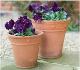  ??  ?? Pots of purple pansies
