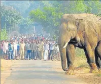  ?? PTI FILE ?? ▪ The SC order to shut down resorts obstructin­g elephant corridors renewed national attention on the Nilgiris, with several properties being forced to move out.