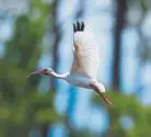  ??  ?? Experts say the Trump administra­tion’s move to redefine what constitute­s a waterway under federal law is threatenin­g a uniquely American effort to save wildlife, such as this white ibis, and wetlands from destructio­n.