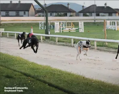  ??  ?? Racing at Enniscorth­y Greyhound Track.