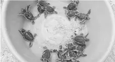  ??  ?? Kudat Turtle Conservati­on Society has released 4,500 hatchlings since 2012.