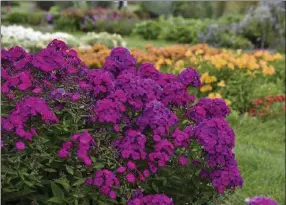  ?? NORMAN WINTER PHOTOS / TNS ?? Luminary Ultraviole­t tall garden phlox is slightly taller than the others in the Luminary series, and perfect for the perennial garden or backyard habitat.