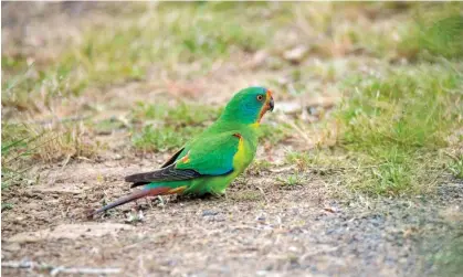  ?? Photograph: Alamy ?? A swift parrot. The Tasmanian supreme court has ordered a halt to logging in an area south of Hobart, pending a hearing of the legal challenge brought by the Bob Brown Foundation.