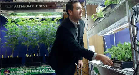  ?? (foto Ap) ?? Santa Cruz Khalil Moutawakki­l, cofondator­e di «KindPeople­s», dispensari­o per la vendita di marijuana, mostra delle piante di cannabis nella sede della sua attività