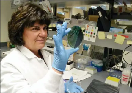  ?? P. SOLOMON BANDA — THE ASSOCIATED PRESS ?? In this photo, scientist Karen Xavier holds a petri dish containing a stool sample of small bacteria colonies in Denver. DNA from samples like these are extracted and sequenced to help health investigat­ors more quickly determine the source of a food...