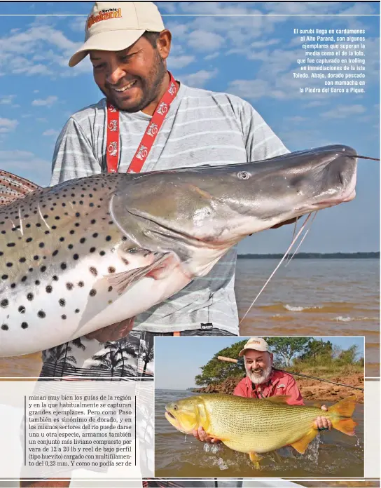  ??  ?? El surubí llega en cardúmenes al Alto Paraná, con algunos ejemplares que superan la media como el de la foto, que fue capturado en trolling en inmediacio­nes de la isla Toledo. Abajo, dorado pescado con mamacha en la Piedra del Barco a Pique.