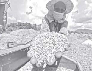  ?? ?? A FARMER in Pangasinan displays threshed rice in this Businessmi­rror file photo.