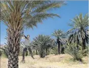  ??  ?? CHINA RANCH is a date farm in Tecopa. Here, a worker jumps down after hand-pollinatin­g a tree.