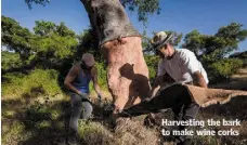  ??  ?? Harvesting the bark to make wine corks