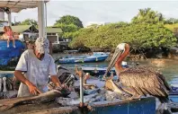  ?? FOTO: MICHAEL JUHRAN ?? Auf dem Fischmarkt in Santa Cruz helfen Pelikane aus, die Reste loszuwerde­n.
