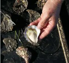  ??  ?? Wapengo Rocks Wild Organic Oysters is on a 12ha lease on the Wapengo Lakes on the NSW Sapphire Coast.