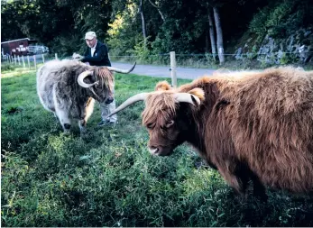  ?? BILD: STEFAN BERG ?? De omtyckta långhåriga Highland cattle-kornas dagar tycktes vara räknade, men räddas nu efter beslut i kommunstyr­elsen.