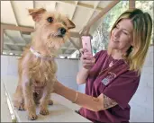  ?? Dan Watson/For The Signal ?? Terra DiSpirito, a social media volunteer, takes a photo of Carmel, a 5-year-old terrier, for the website of the Castaic Animal Care Center.